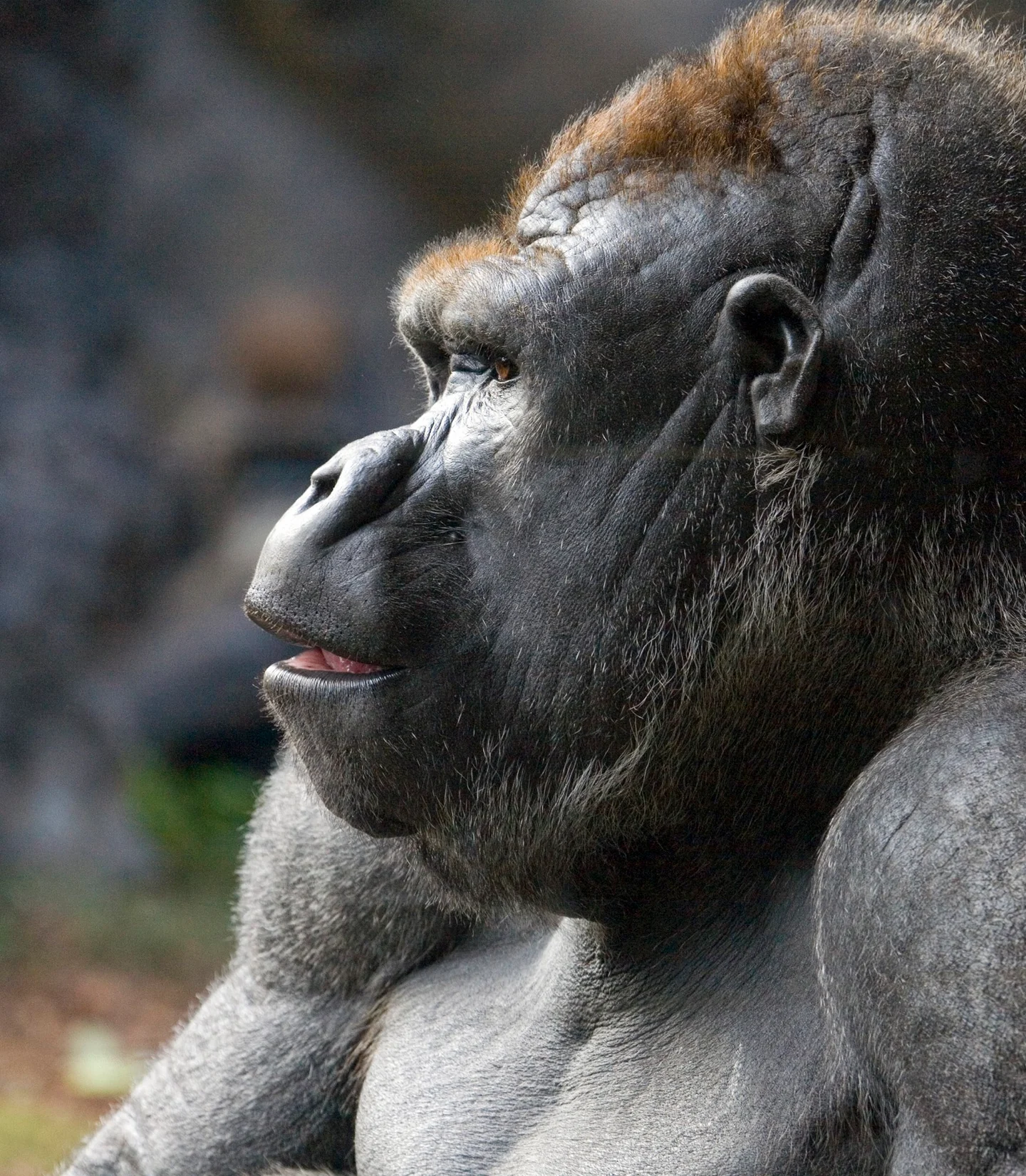 Gorilla profile photograph.