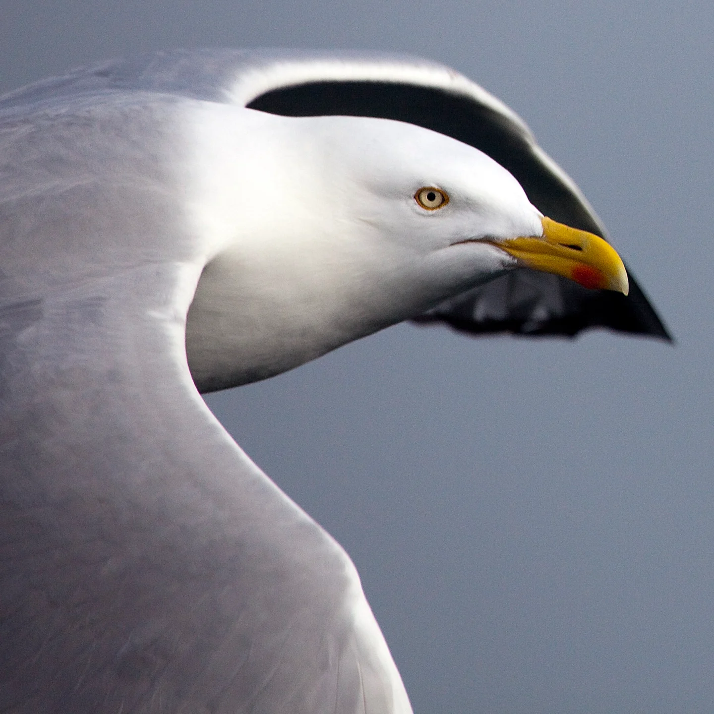 Seagull photograph.
